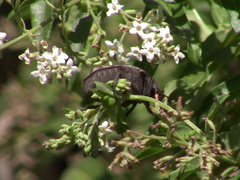 Gymnetis litigiosa