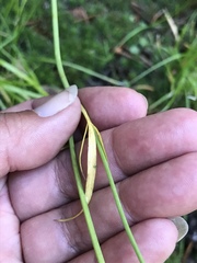 Perideridia parishii