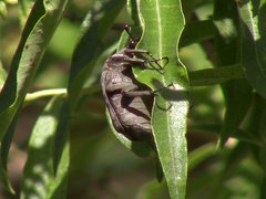 Gymnetis litigiosa