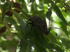 Gymnetis litigiosa