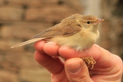 Acrocephalus palustris