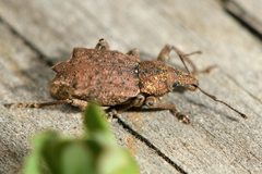 Inophloeus sternalis