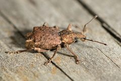 Inophloeus sternalis