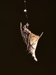 Rhomphaea urquharti