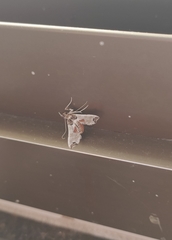 Neoleucinodes elegantalis