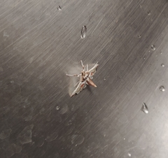 Neoleucinodes elegantalis