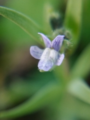 Linaria micrantha