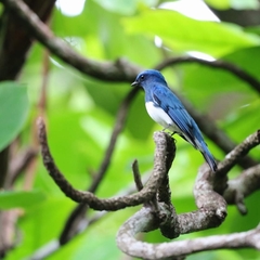 Cyanoptila cumatilis