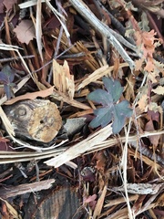 Delphinium cardinale