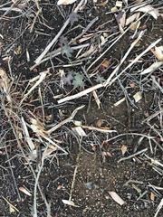 Delphinium cardinale