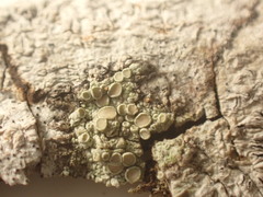 Lecanora leprosa