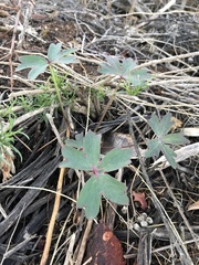 Delphinium cardinale