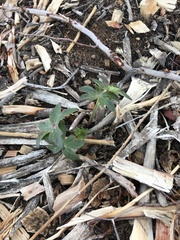 Delphinium cardinale