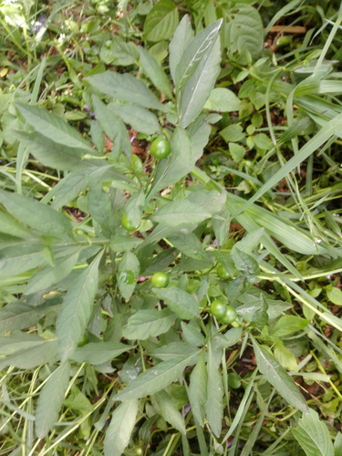 Solanum pseudocapsicum image