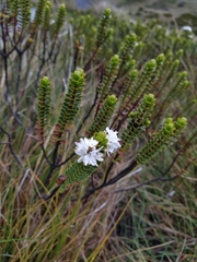 Veronica pauciramosa