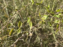 Metastelma barbigerum