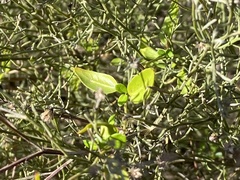 Metastelma barbigerum