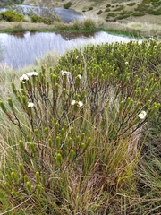 Veronica pauciramosa