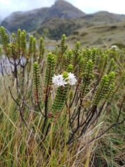 Veronica pauciramosa