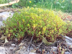 Crassula vaillantii