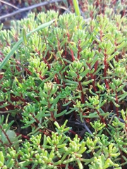Crassula vaillantii