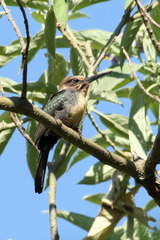 Jacamaralcyon tridactyla