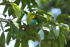 Tangara cyanoventris