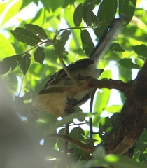 Herpsilochmus atricapillus