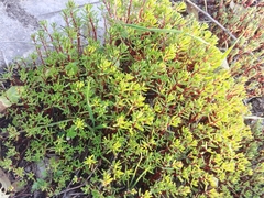 Crassula vaillantii