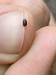 Potamopyrgus antipodarum