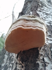 Fomes fomentarius