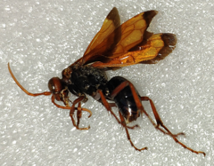 Hemipepsis mauritanica