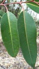 Image of Eucalyptus robusta