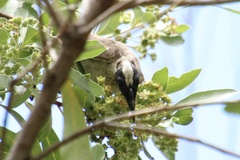 Philemon argenticeps