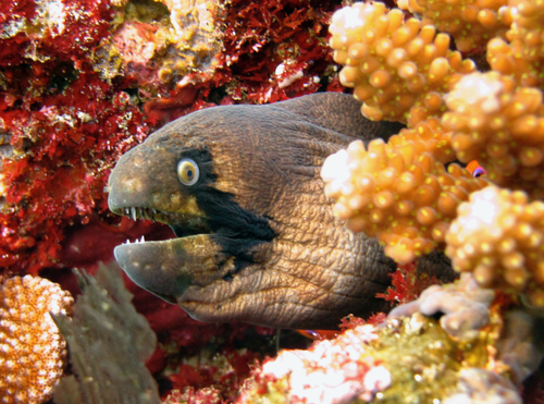 Masked Moray