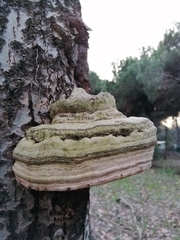 Fomes fomentarius