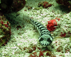 Parapercis tetracantha