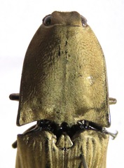 Chalcolepidius silbermanni