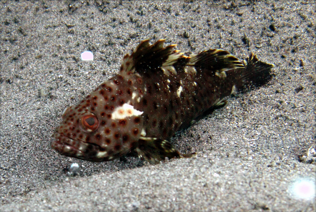 Longspine Grouper