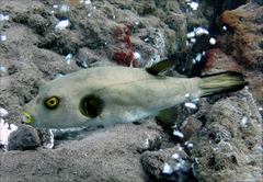Arothron immaculatus