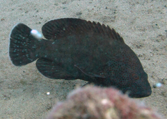 Cephalopholis sonnerati