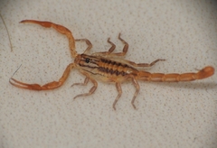 Centruroides elegans