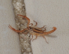 Centruroides elegans
