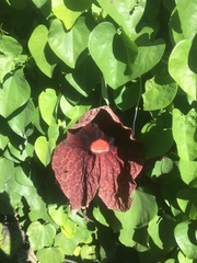 Aristolochia gigantea