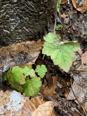Tiarella stolonifera