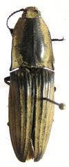 Chalcolepidius silbermanni