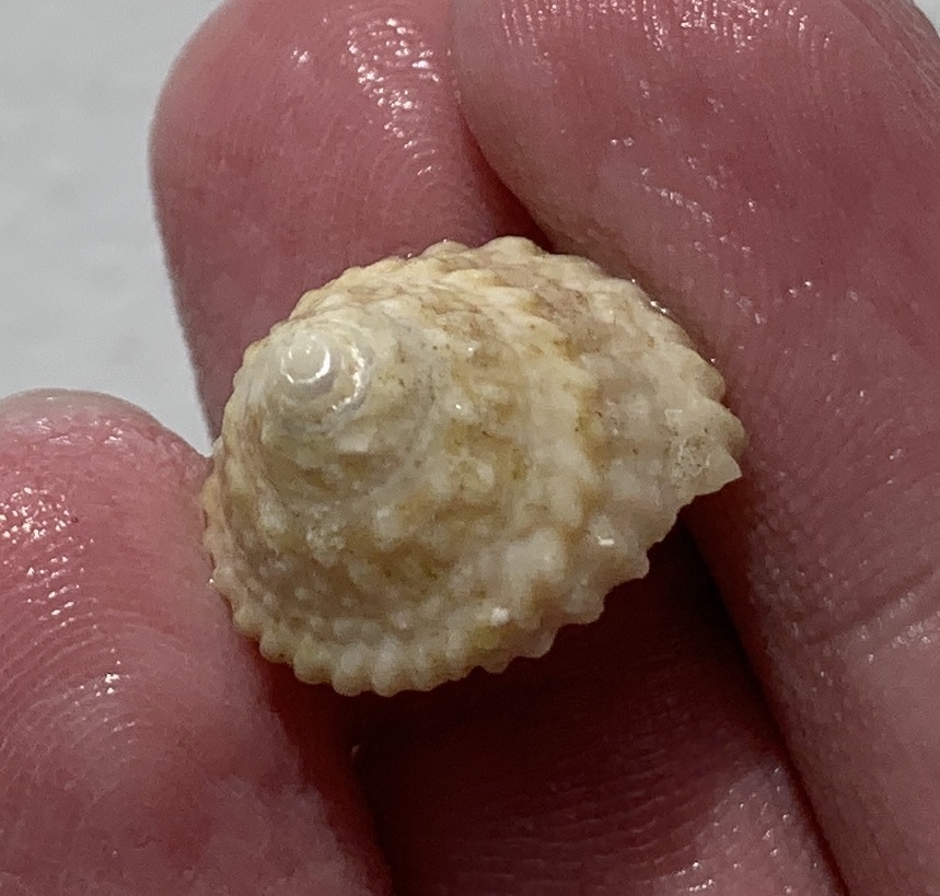 American starsnail