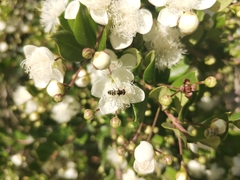 Allograpta hortensis
