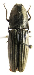 Chalcolepidius silbermanni