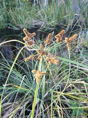 Cyperus ligularis image